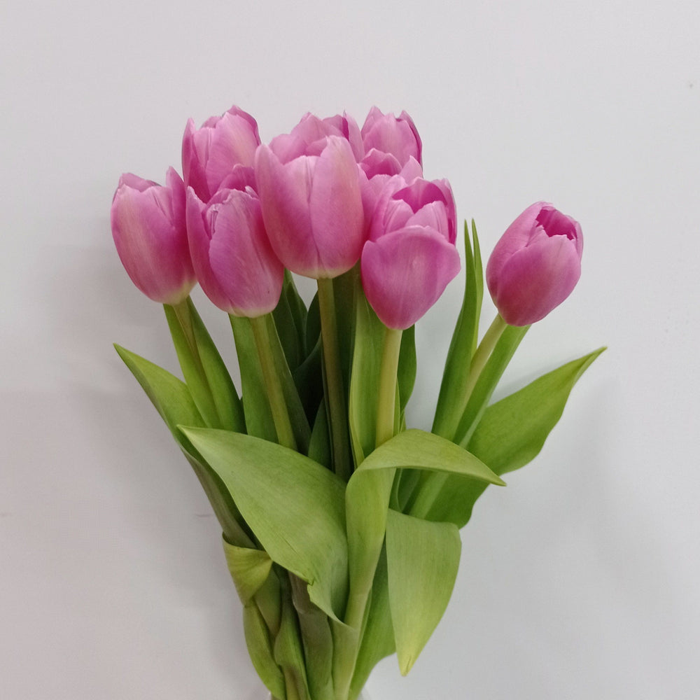 Fully Bloom Tulip - Mix [Clearance Stock]