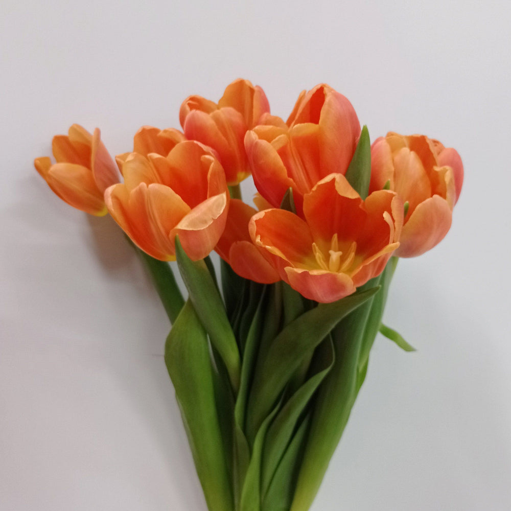 Fully Bloom Tulip - Mix [Clearance Stock]