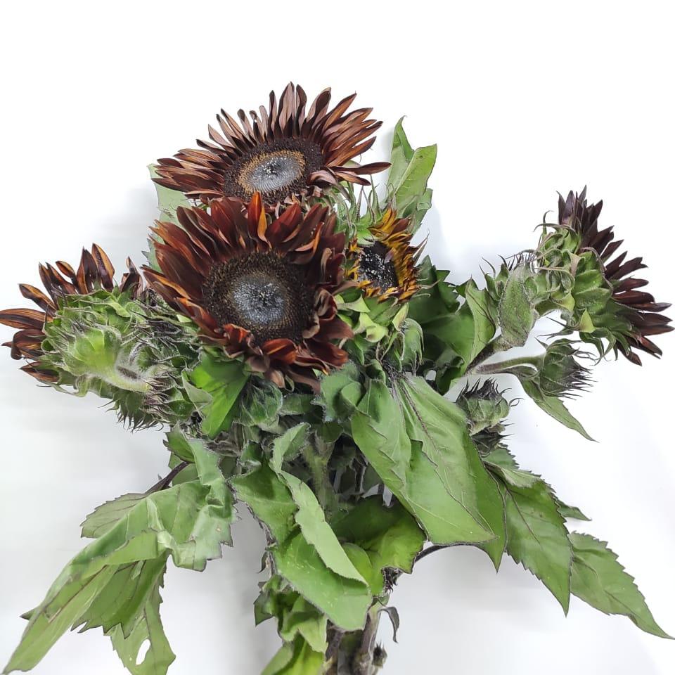 Helianthus Sunflower - Brown