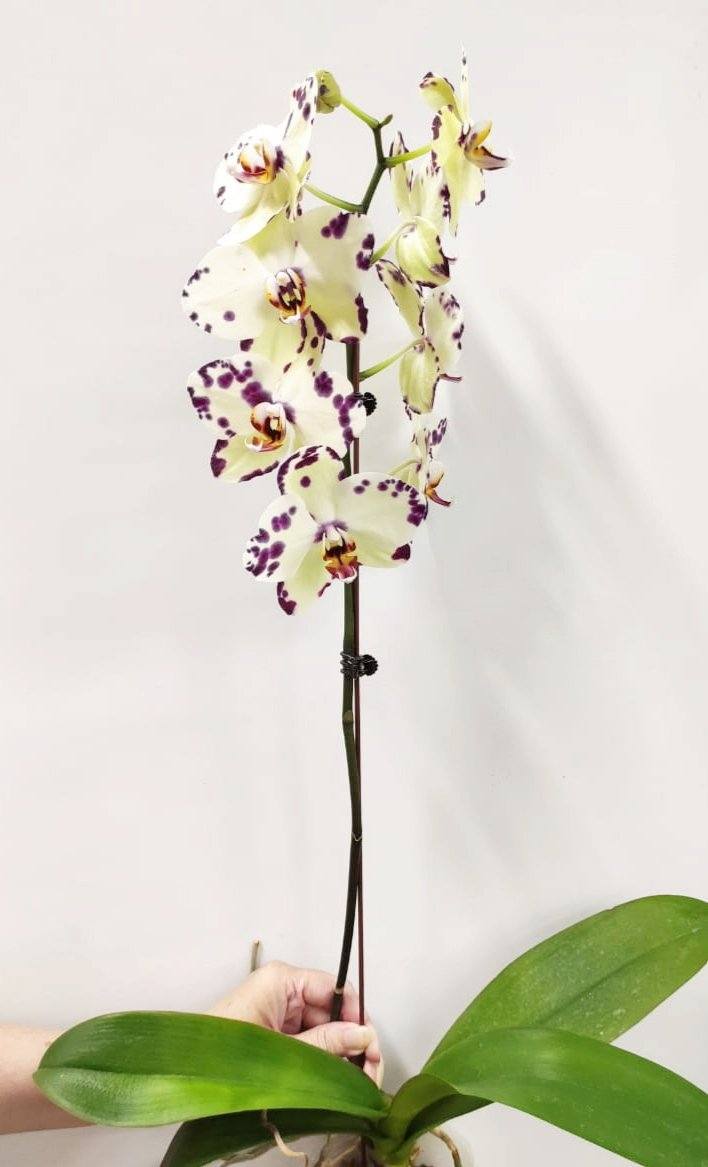 Fully Bloom Pot Phalaenopsis - Mix [Clearance Stock]