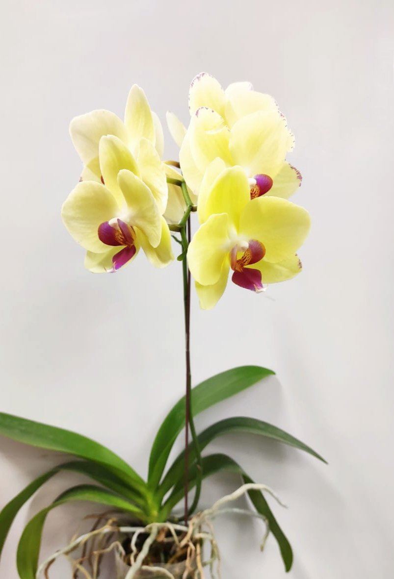 Fully Bloom Pot Phalaenopsis - Mix [Clearance Stock]