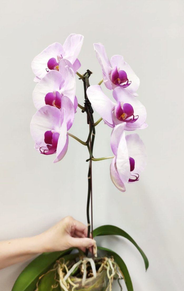 Fully Bloom Pot Phalaenopsis - Mix [Clearance Stock]