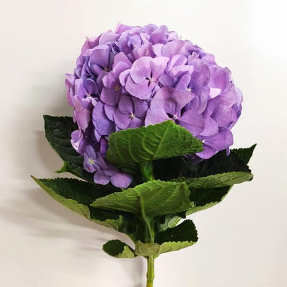 Fully Bloom Hydrangea - Mix [Clearance Stock]