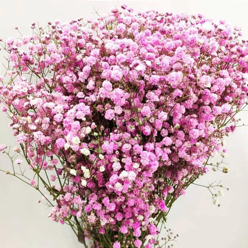 Fully Bloom Gypsophila Color Million Star (Imported) - Mix [Clearance Stock]
