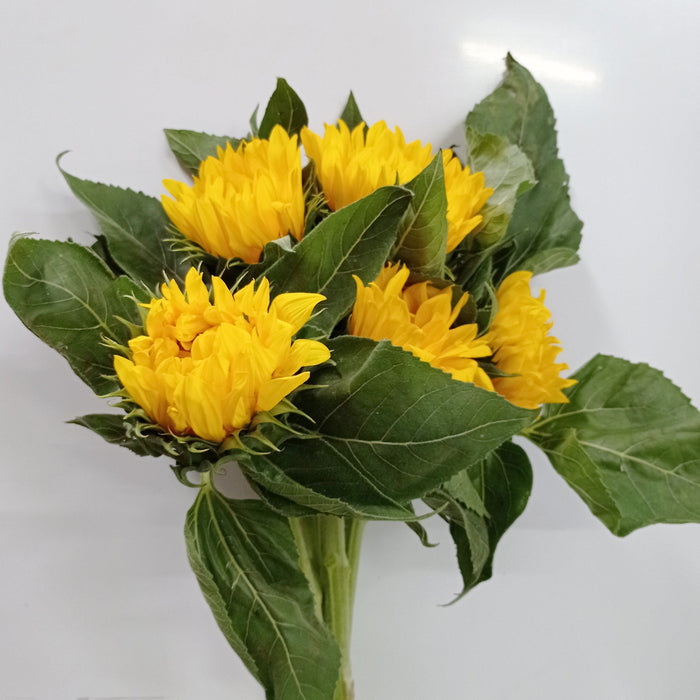 [Clearance Full Bloom Flower] Helianthus Sun Flower - 5 Stems