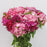 Fully Bloom Sweet William (Imported) - Mix [Clearance Stock]