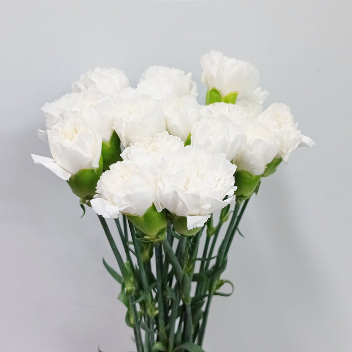 Fully Bloom Carnation (Imported) - Mix [Clearance Stock]