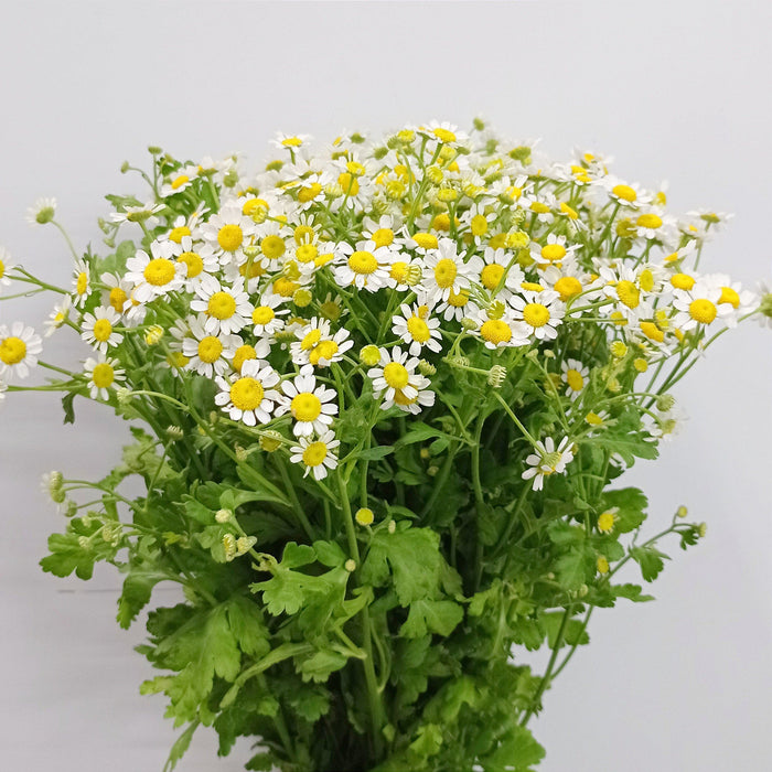 Fully Bloom Chamomile (Imported) - White Yellow Greenhead [Clearance Stock]