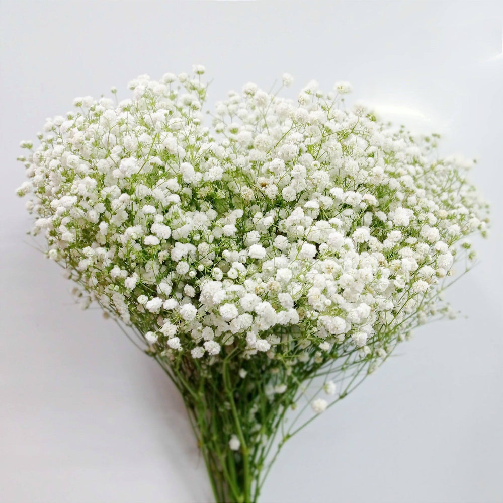 Fully Bloom Gypsophila Million (Imported) - White [Clearance Stock]