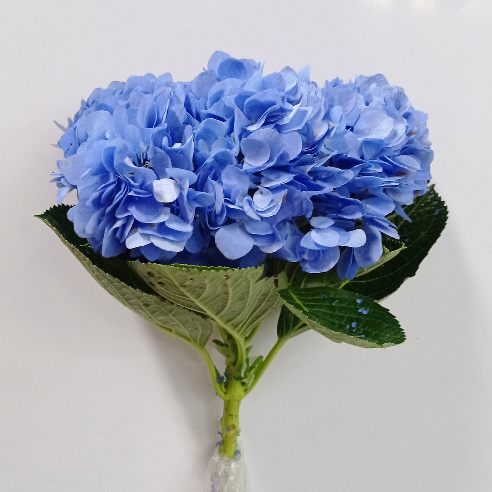 Hydrangea - Dark Blue