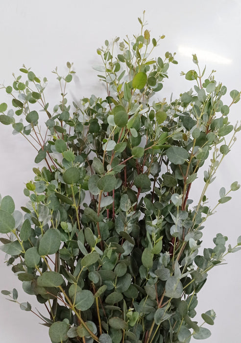 Eucalyptus Gunni (Imported) - Green