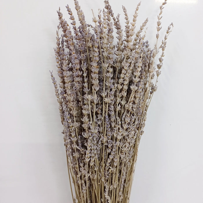 Dried Lavender (Imported) - Purple
