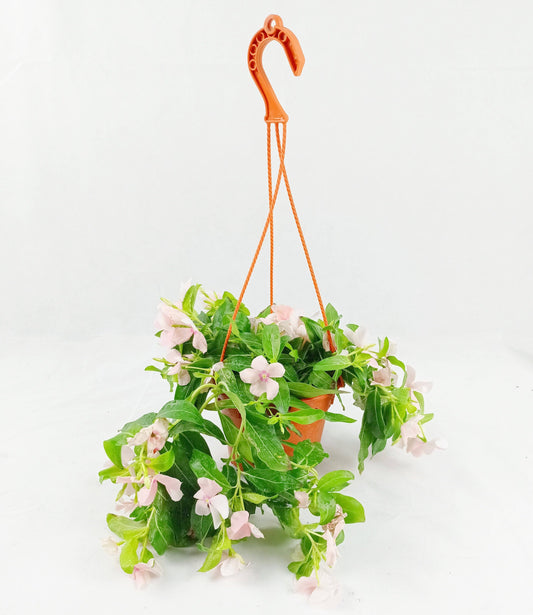 Pot Vinca Rose (Local) - Pastel Pink