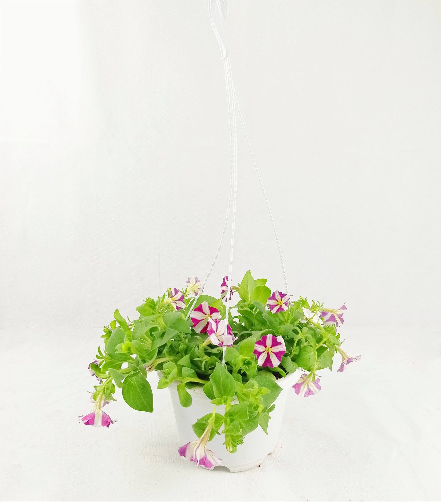 Pot Petunia Mix  - Mix