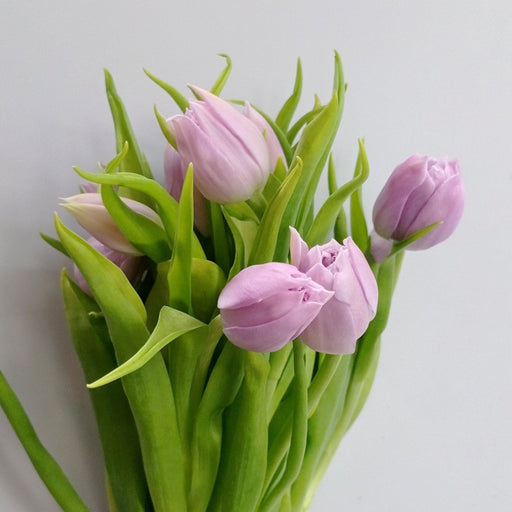Tulip Double Petal (Imported) - Lilac