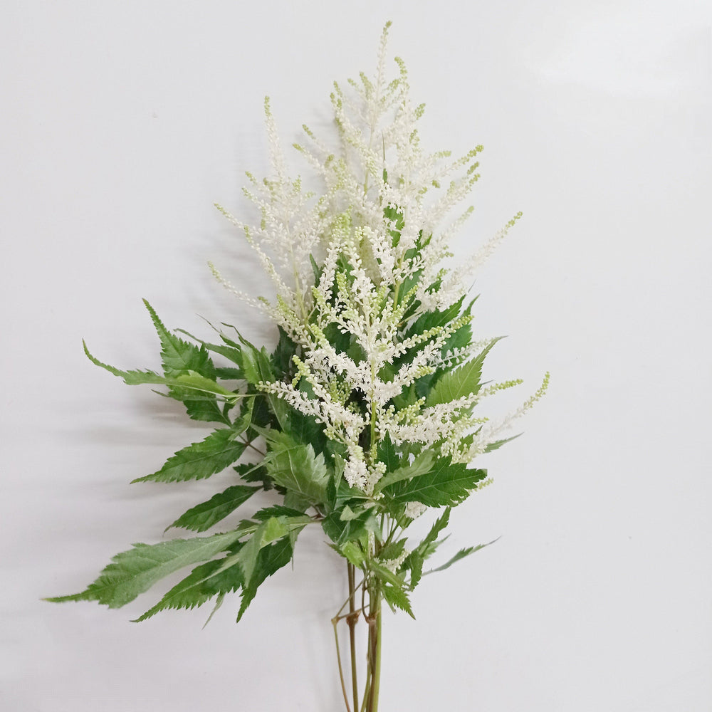 Astilbe Washington - White (5 Stems)