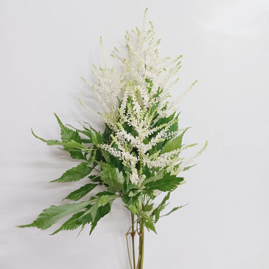 Astilbe Washington - White (5 Stems)