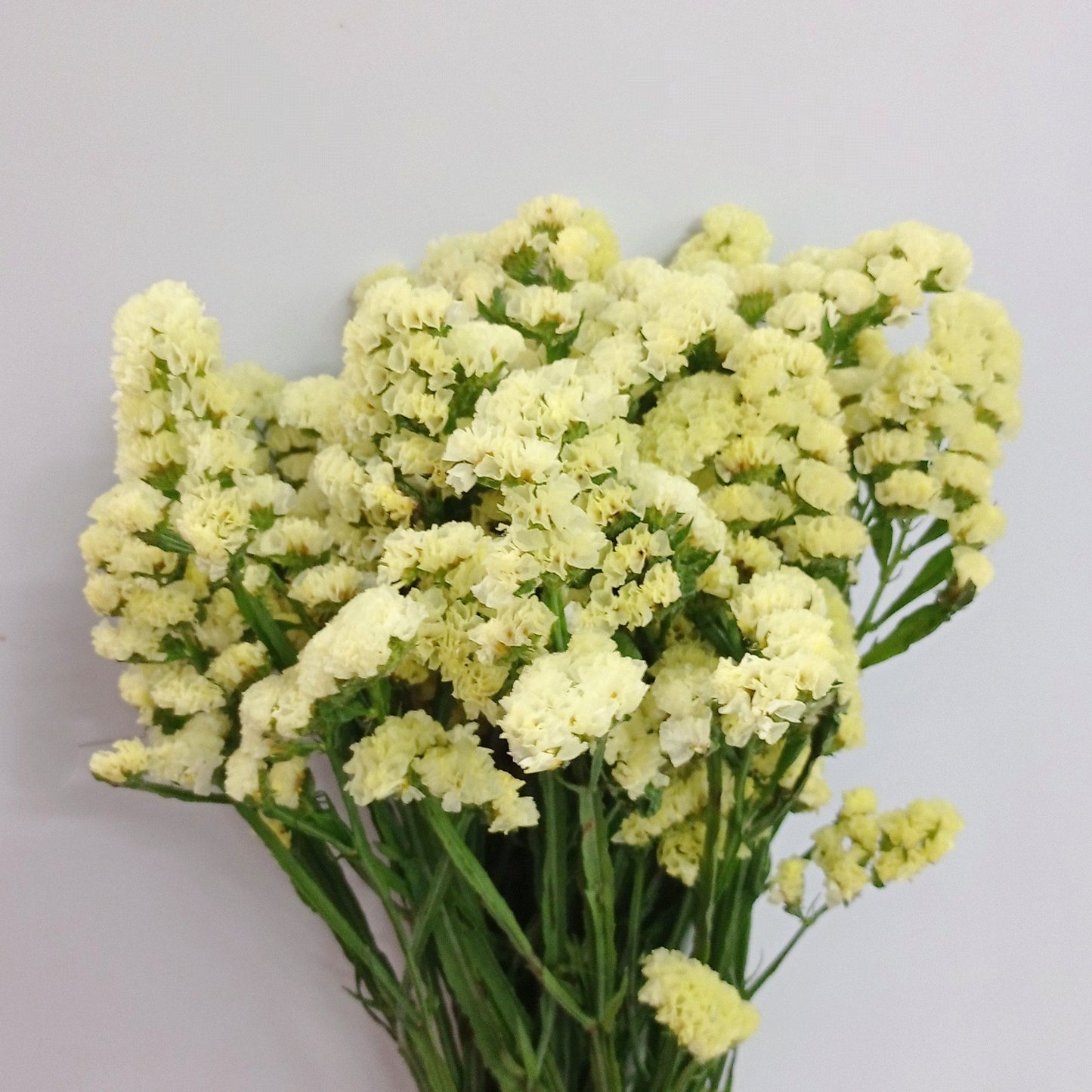 [Buy 1 Free 1] Fully Bloom Statice - Mix [Clearance Stock]