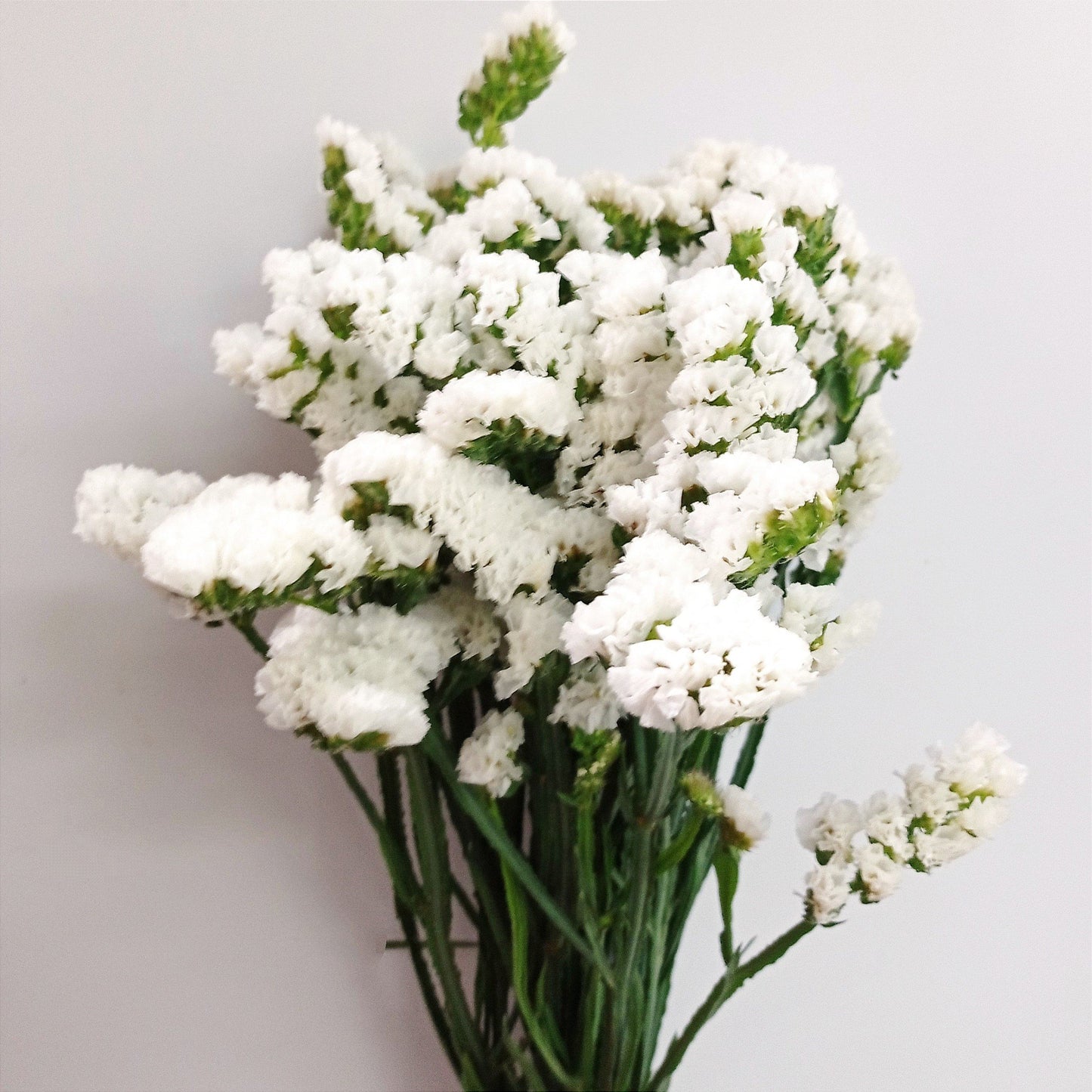 [Buy 1 Free 1] Fully Bloom Statice - Mix [Clearance Stock]