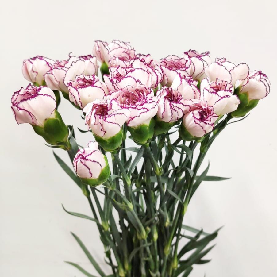 Carnations (Imported) - 2 Tone Purple White