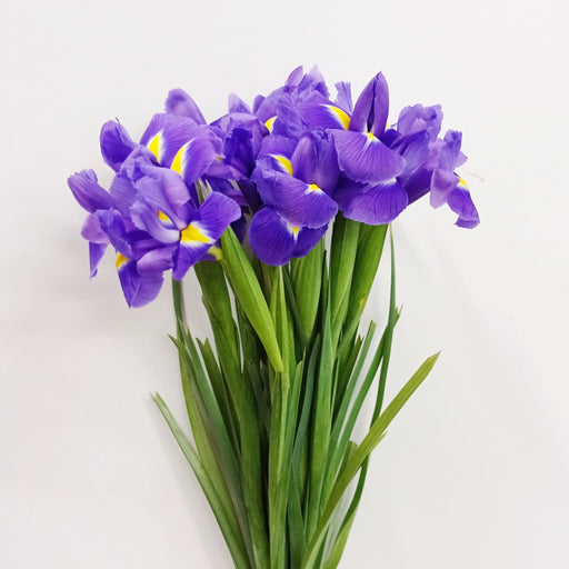 Fully Bloom Iris Blue Magic (Imported) - Purple [Clearance Stock]