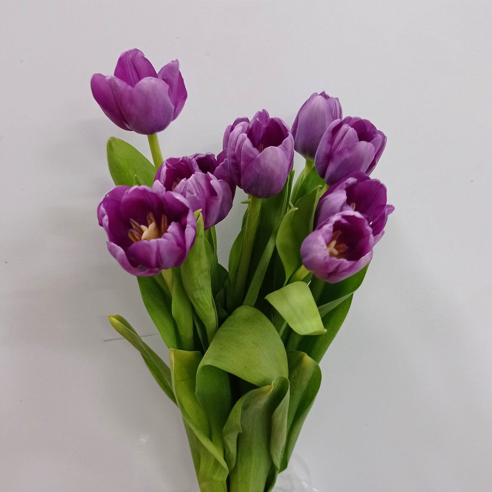 Fully Bloom Tulip - Mix [Clearance Stock]
