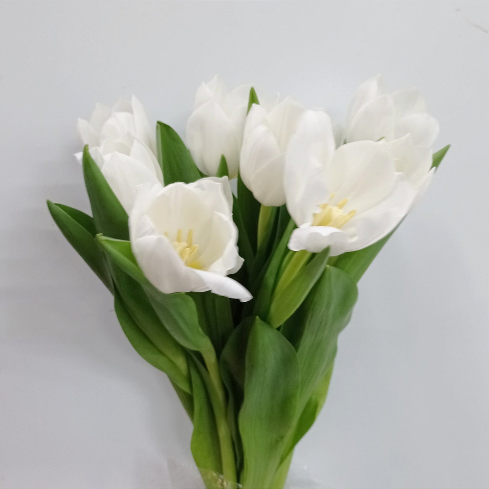 Fully Bloom Tulip - Mix [Clearance Stock]