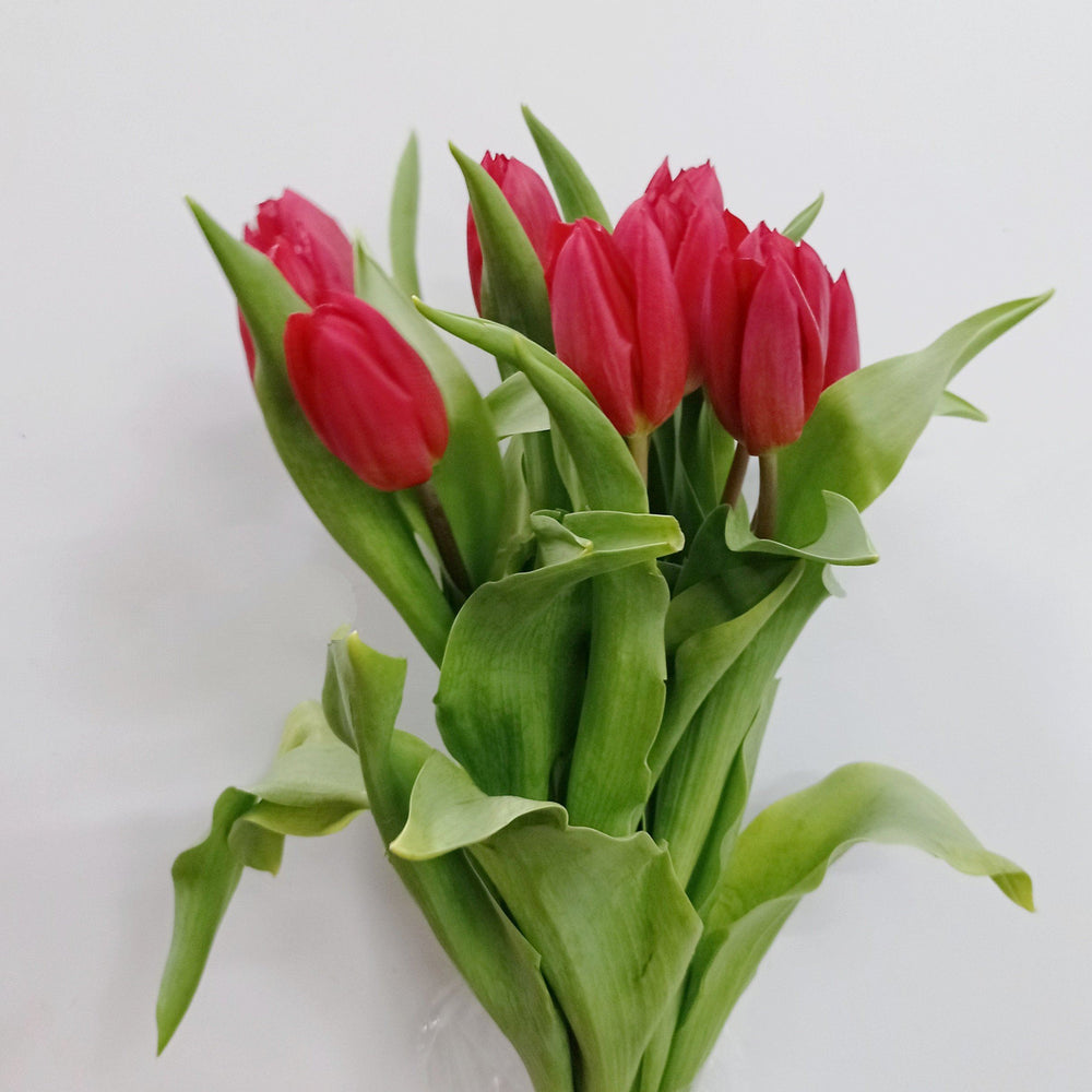 Fully Bloom Tulip - Mix [Clearance Stock]