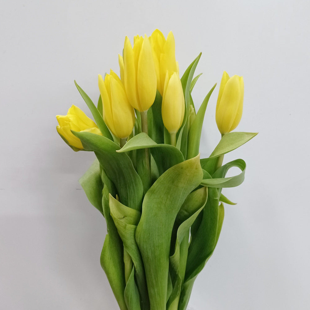 Fully Bloom Tulip - Mix [Clearance Stock]