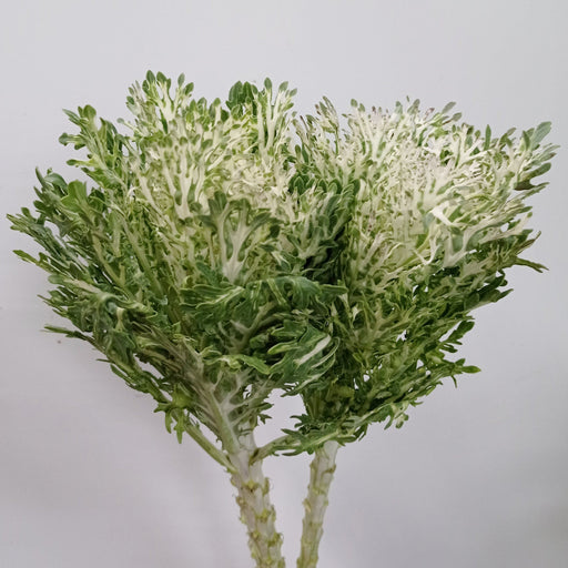 Kale Green (Imported) - 2 Tone Green White