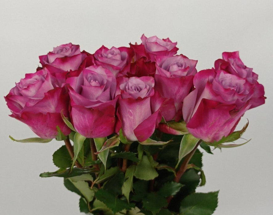 Fully Bloom Rose (Imported) - Mix [Clearance Stock]