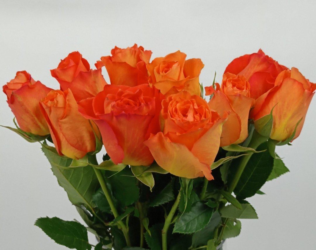 Rose Confidential 40cm (Imported) - Orange