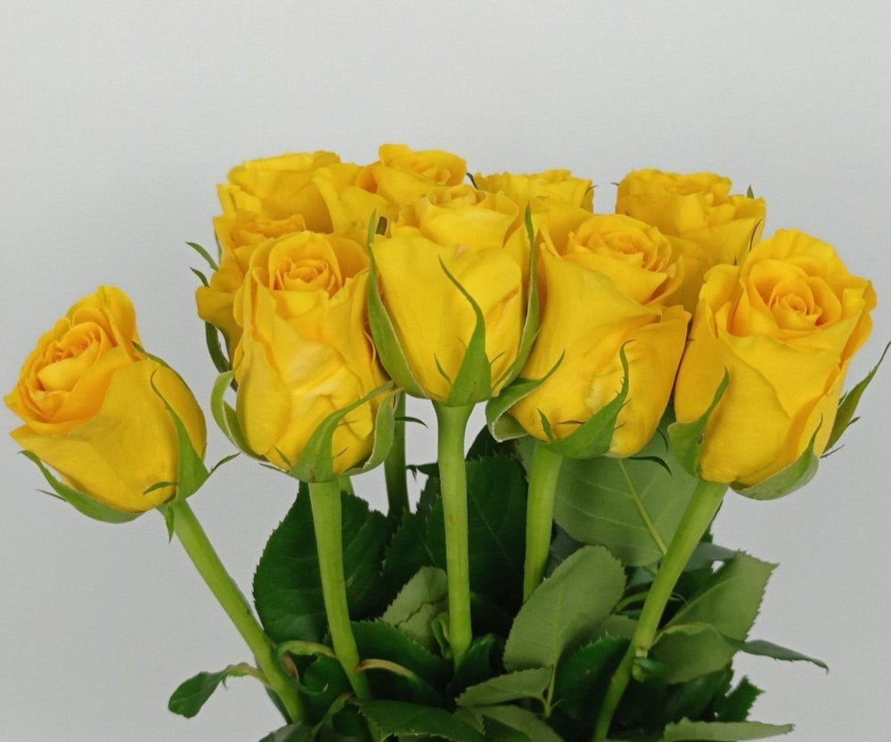 Rose 40cm - Yellow
