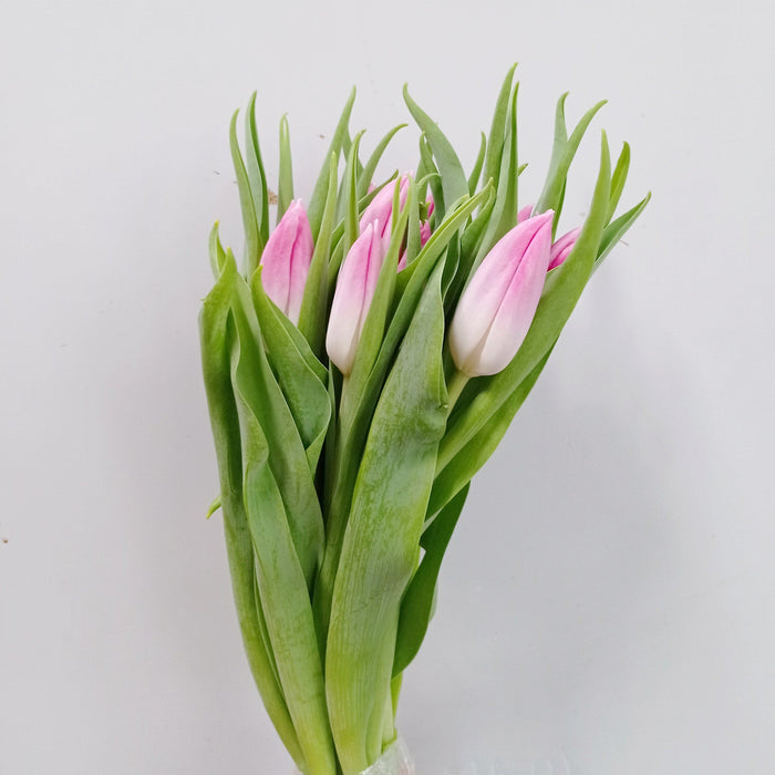 Tulip (Imported) - 2 Tone White Pink