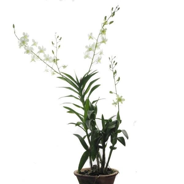 Pot Orchid Plant Mix A (Local) - Mix