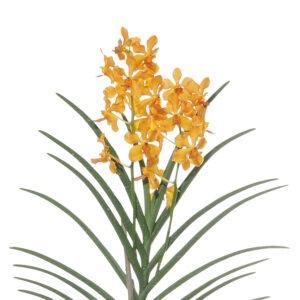 Pot Orchid Plant Mix A (Local) - Mix