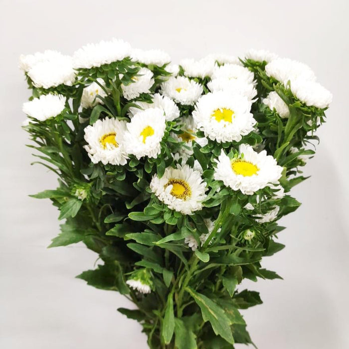 Aster (Local) - White