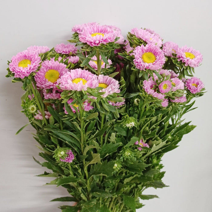 Aster (Local) - Pink