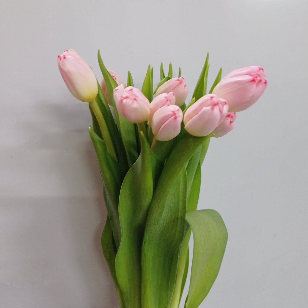 Tulip (Imported) - 2 Tone Light Pink