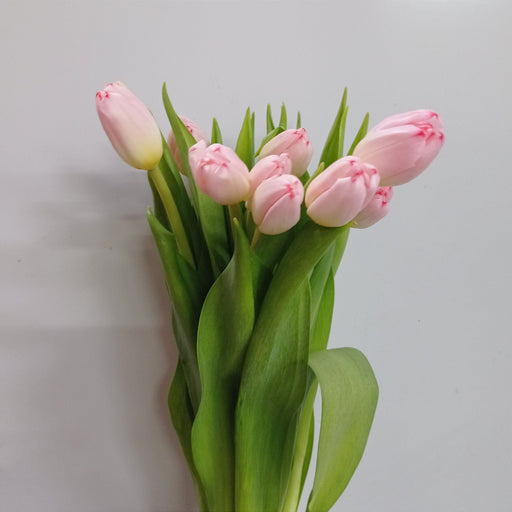 Tulip (Imported) - 2 Tone Light Pink