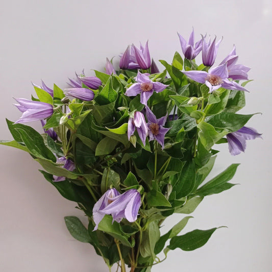 Clematis - Purple