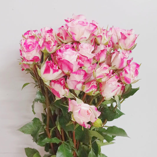 Spray Rose   - 2 Tone White Pink