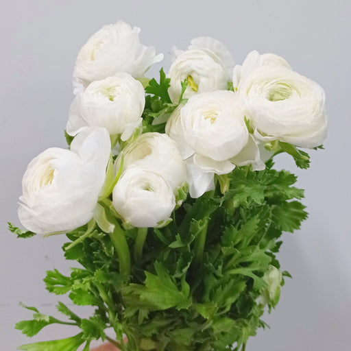 Ranunculus (Imported) - White