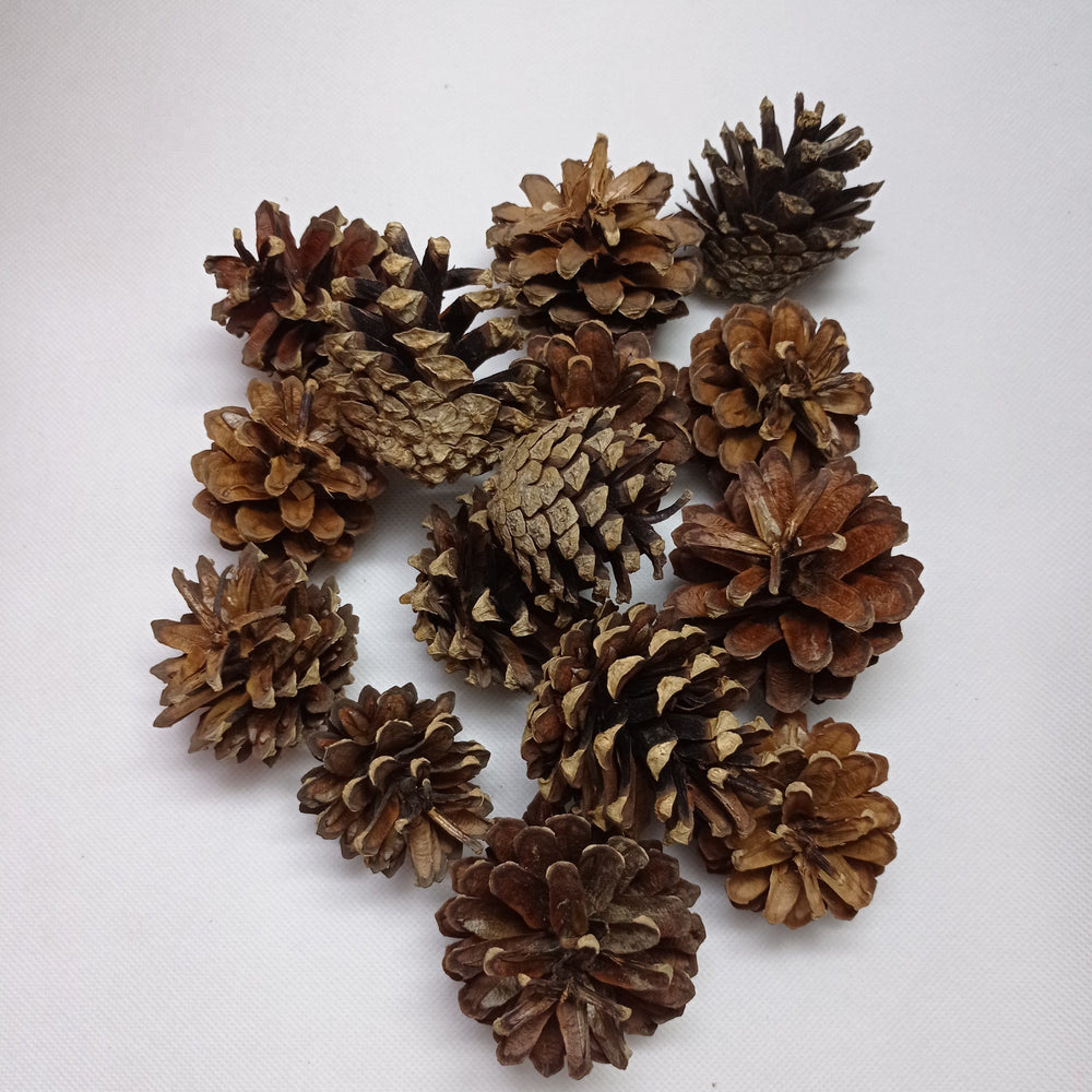 Pine Cone (Imported) - Natural Brown