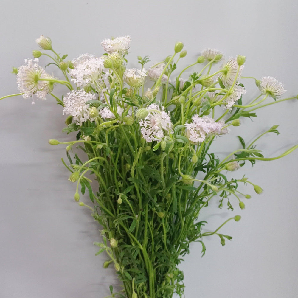 Fully Bloom Trachymene (Imported) - Mix [Clearance Stock]