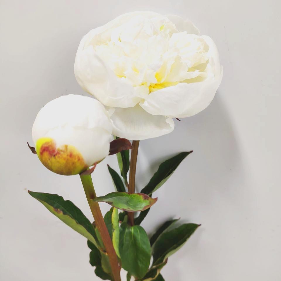 Peony Duchess De Nemours - White (3 Stems)