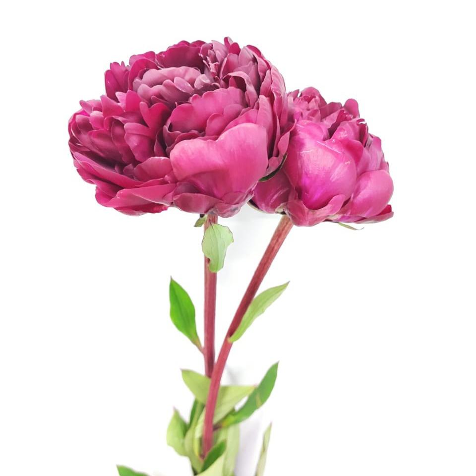 Peony Paul M Wild - Dark Pink (3 Stems)
