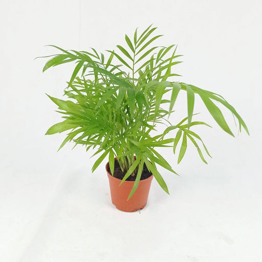 Pot Bamboo Palm P110 (Local) - Green