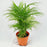 Pot Jawa Palm P150 (Local) - Green