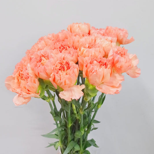 Carnation - Orange